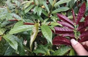 Cây đơn đỏ 1kg cho ngưòi mẩn ngứa mề đay