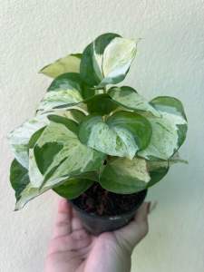 พลูแอปเปิ้ล กระถาง 3 นิ้ว ตระกูลพลูด่าง เลี้ยงง่าย ฟอกอากาศ