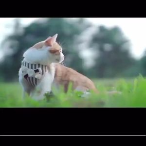 Rompi Kucing Tali Harnes & Aksesori Hewan Peliharaan