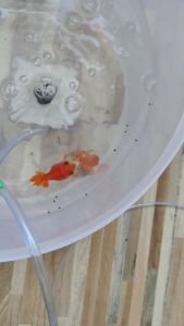 อาหารปลาสวยงาม กระปุก200กรัมเม็ดเล็ก โปรตีนสูง เม็ดสีเข้ม ผสมสไปรูลีน่า กินดี โตเร็ว