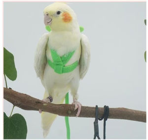 Mojioo Bird Traction Belt Cockatiel Flight Training Rope Bite Bird Nylon Adjustable Outdoor Rope With Wing For Small Medium Birds Budgie Flying Training Bird Harness