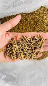 Sâu canxi sấy phồng (Hàng loại 1) mùi thơm - cung cấp đạm chất khoáng cho gà chim cá hamster… thức ăn cho gà mái đẻ