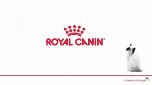 Hạt cho chó Royal Canin Maxi Adult Thức ăn cho chó trưởng thành giống lớn 10kg Petemo Pet Shop