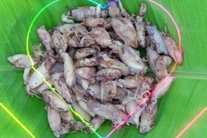 หมึกกะตอยไข่นี่งอย่างดี