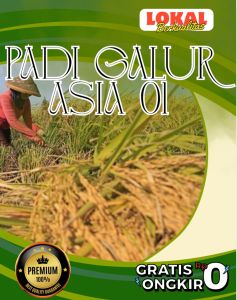 Benih padi GUALUR ASIA 01 super kualitas padi unggul Raja Bobot kemasan 1kg