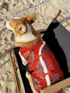 New Year Celebration Pet Clothes Warm Cotton Jacket Sleeveless Dog Coat for Pugs And Corgis Festive Autumn Winter Pet Wear