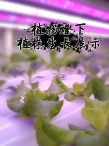 Hydroponics Growing System 108 Plant Sites 3 Layers 12 Food-Grade PVC-U Pipes Gardening System Grow