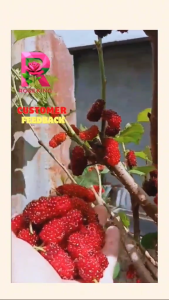 MULBERRY PLANTS 1 PC cuttings Madaling Itanim Mabilis Mamunga