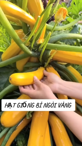 Hạt Giống Bí Ngồi Vàng F1 - Gói 10 hạt KNS