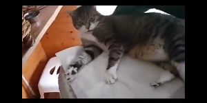 62cm Sarung Tangan Anti Cakar Gigit Reptil Ular Kura Kadal Burung Kucing Anjing Anti Bite Gloves