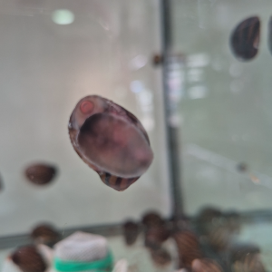 Zebra nerite snail aquatic snail glass cleaning snail aquarium algae eater aquascape snail peaceful freshwater snail | TAG Ecohill