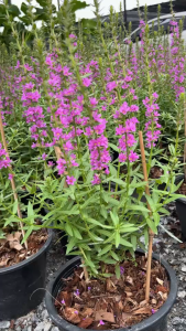 ฟอร์เก็ตมีน็อตไต้หวัน แองเจิ้ลไต้หวัน สีสวยช่อดอกสวย เหมาะกับการจัดสวนสไตล์อังกฤษ Purple Loosestrife Purple Lythrum