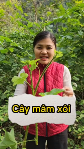 Trà túi lọc lá mâm xôi rừng khô hỗ trợ đẩy dịch viêm huyếtdày niêm mạc TC hỗ trợ đào thải dịch viêm pkthông vòi trứngđa nang btivfIUI uống vô đẻ sòn sòn