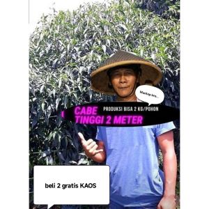 Benih Cabe Keriting SINGKARAK Tinggi 2 m