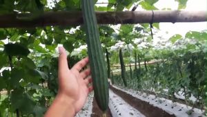 Benih Oyong Hibrida CARISSA F1 Isi 10 Gram Cap Bintang Asia PT Benih Citra Asia