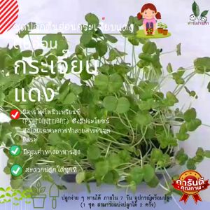 ชุดปลูกต้นอ่อนกระเจี๊ยบแดง ชุดเพาะ ชุดทดลองปลูกต้นอ่อน ปลูกง่าย ทานได้ ภายใน 7 วัน อุปกรณ์พร้อมปลูก ชุดผัก Microgreen Kit ชุดการเรียนรู้ ชุดปลูกผัก