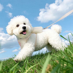 เสื้อกั๊กสายจูงสุนัขใหม่พร้อมชุดสายรั้งควบคุมกระเป๋าเก็บของ/เสื้อรัดอกแมวสีสดใสสำหรับสัตว์เลี้ยงสำหรับลูกสุนัขและแมวตาข่ายระบายอากาศได้ดีปรับได้ดีไซน์ทันสมัย (S/M/L)