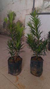 Combo 2 cây tùng La Hán chiều cao 30-40cm như hình