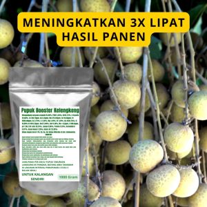Pupuk Booster Kelengkeng Pelebat Organik Cepat Berbuah Lebat Besar Anti Rontok Pembesar Kelengkeng