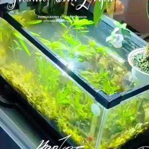 5Pcs Clear Plastic Aquarium Planting Cups with Suction Base - Water Grass Grow Containers for Freshwater Fish Tank Decoration