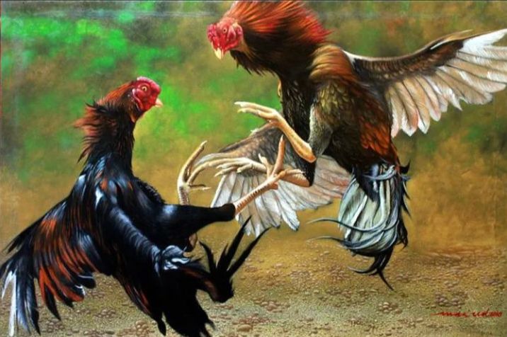 Main Judi Sabung Ayam Di Dewigacor999