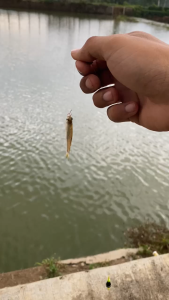 UMPAN Pancing Rasbora Wangi dan Amis 90 Gram Kemasan Botol Special Micro Fishing