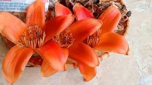 100g trà hoa gạo sấy khô