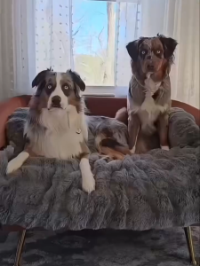 HATELI Pet Soft Mat Fluffy Fuzzy Couch Cover Calming Washable Dog Bed Sofa Protector Pets Mat for Small Medium Dogs and Cats