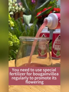 🌺bloom booster for bougainvillea🌺300ml Can dilute 150l of water bougainvillea fertilizer