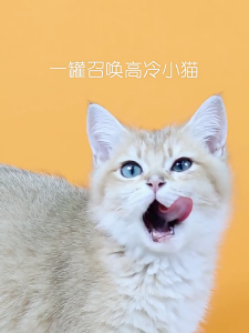 【SG Seller】170g*20cans Cat premium Wet Food 6 Flavors Canned Food Wet Cat Food