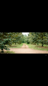 COMBI CHELATE – Phân bón vi lượng tổng hợp tăng lực rễ phục hồi cây giúp xanh lá (25g)