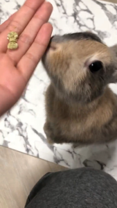 Hoppy Hay Hearts | No Furries Delights | Hay Based Treats For Small Animals & Birds