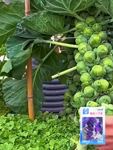 3pcs Butir Benih Brussels Sprouts / Butir Benih Kubis Brussels Hijau/Ungu