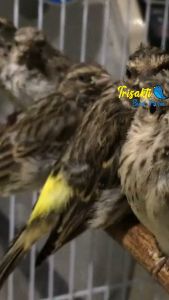 Trisakti Bird Farm Untuk Pakan Burung Blackthroat Sanger & Mozambik Harian Kemasan 500 Gram