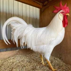 TELUR FERTIL AYAM WHITE LEGHORN PETELUR HANDAL UNTUK DI TETASKAN