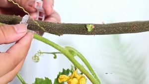 100 PCS KLIP BATANG TANAMAN RAMBAT PLACTIC PLANT CLIP HOLDER KLIP CANGKOK KLIP PENGIKAT BATANG TANAM
