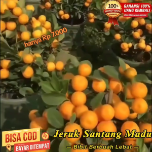 Bibit Jeruk Santang Madu Kondisi Berbuah Banyak Super