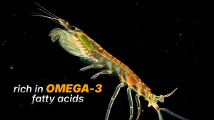 SalveoWell KRIO Superior Omega-3 Krill Oil – Pure EPA & DHA with Astaxanthin