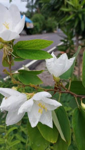 ต้นกาหลง กาหลงขาว ไม้มงคล เสริมเมตตามหานิยม โชคลาภ และความสุข ส่งทั้งกระถาง 6 นิ้ว