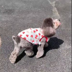 2025 เสื้อผ้าใหม่ เสื้อผ้าสัตว์เลี้ยง สุนัข หมา แมว ลายน่ารัก ราคาถูก พร้อมส่ง🐈🐶