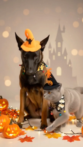 ชุดฮาโลวีนหมาแมว หมวกแม่มดพร้อมผ้าผูกคอหัวกะโหลก Halloween Pet Costume Set สำหรับสัตว์เลี้ยง