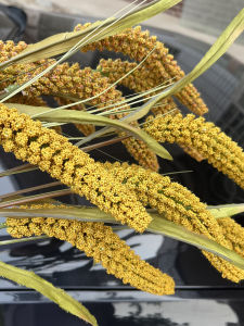 Decorative Artificial Cat Tail Grain Six Heads Fake Millet Rice Living Room Display Stand Home Decorations Artistic Arrangements