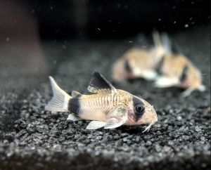 panda corydoras / 1-2cm