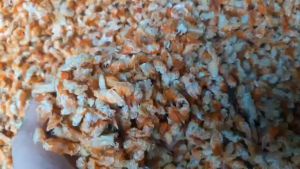 1 KG ĐẦU TÔM BIỂN SẤY KHÔ ĐẶC SẢN CÀ MAU- VỰA KHÔ MINH TRIẾT