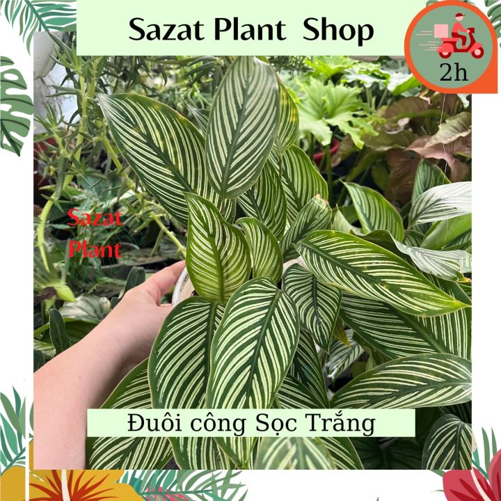 calathea tiger Plant terrarium set - Lancifolia - 3 plants - Calathea Lancifolia