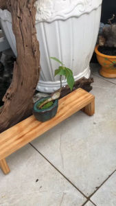 Cây Lâm Vồ Mini Dáng Bonsai 8x4x8cm - Cây Cảnh Để Bàn Chậu Gốm Phủ Rêu Tự Nhiên