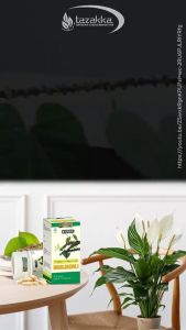 Obat gatal kulit herbal brotowali untuk biduran eksim alergi scabies kotor Diabetes 60 kapsul