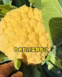 Benih Bunga Kobis Oren(30 Seeds)/黄贵妃花椰菜种子/Orange Cauliflower Seeds