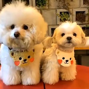 Yếm ăn yếm quàng cổ cho Chó Mèo có dây buộc thắt nút (mẫu mới) - Hara Pet Store