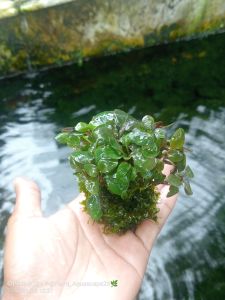 Amazon sword Aquascape|Hiasan akuarium